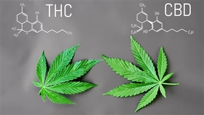 Qual é a diferença entre THC e CBD