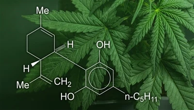 CBD, maconha e cânhamo: Qual a diferença entre esses produtos de cannabis e q...