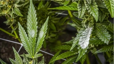 Como Encontrar Produtos CBD de Qualidade