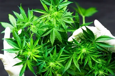 Como o uso de cannabis afeta a saúde do cérebro? Cuidado recomendado, mais pe...