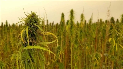 Notícias de última hora sobre CBD: empresas canadenses de cannabis recuam do ...
